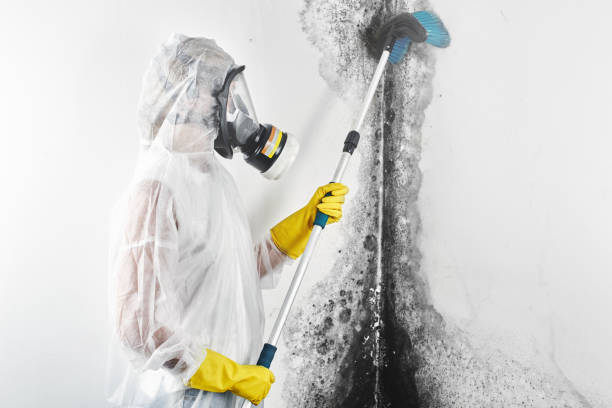 Best Mold Documentation for Insurance Claims  in Tutwiler, MS