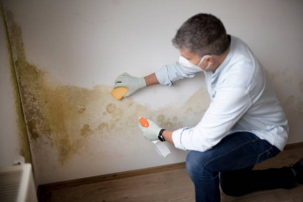 Mold Removal for HVAC Installations in Tutwiler, MS