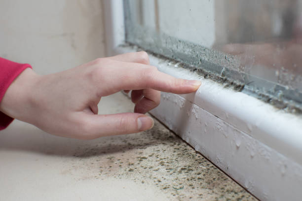 Best Asbestos and Lead Testing During Mold Inspection  in Tutwiler, MS
