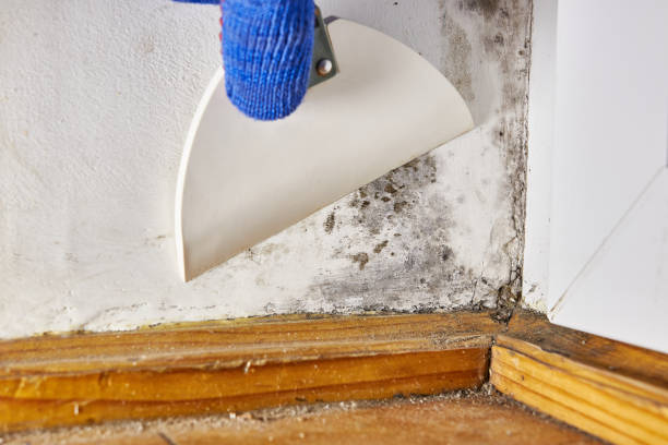 Best Mold Damage Restoration  in Tutwiler, MS