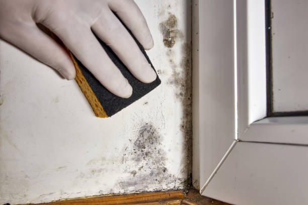 Best Environmental Consulting for Mold Prevention  in Tutwiler, MS